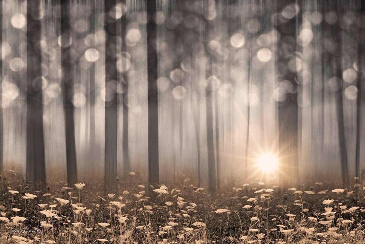 Enchanted Morning Poster Print by Lori Deiter - Item # VARPDXLD1417